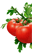 Rei do Tomate