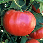 20 Sementes de Tomate Triple L Crop - Frete Gr�tis